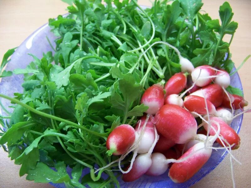 Салат растет. Посадка салата. Ранние сорта салата для Сибири. Семена салата для посева. Когда можно сажать салат