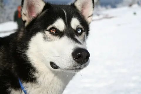 Siberian Husky bi-eyed Flickr.jpg. 