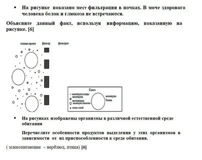 Что выполняет фильтр в почках