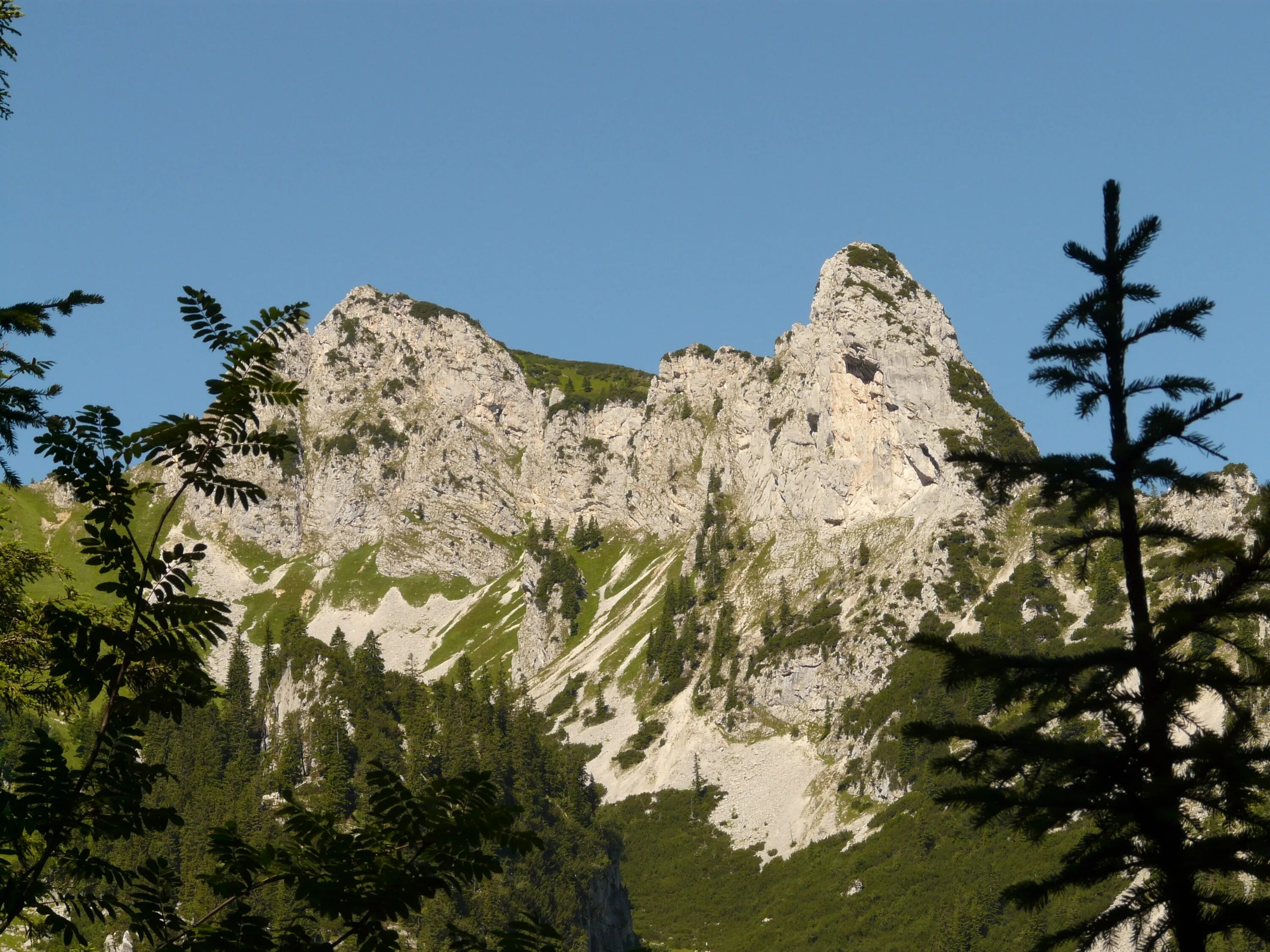 Walking valley. Тасманский горный ясень.