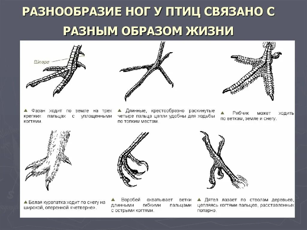 Цевка у птиц какая конечность. Разнообразие конечностей птиц. Строение ноги птицы. Строение конечностей птиц. Строение лапы птицы.