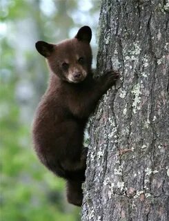 Коричневые животные