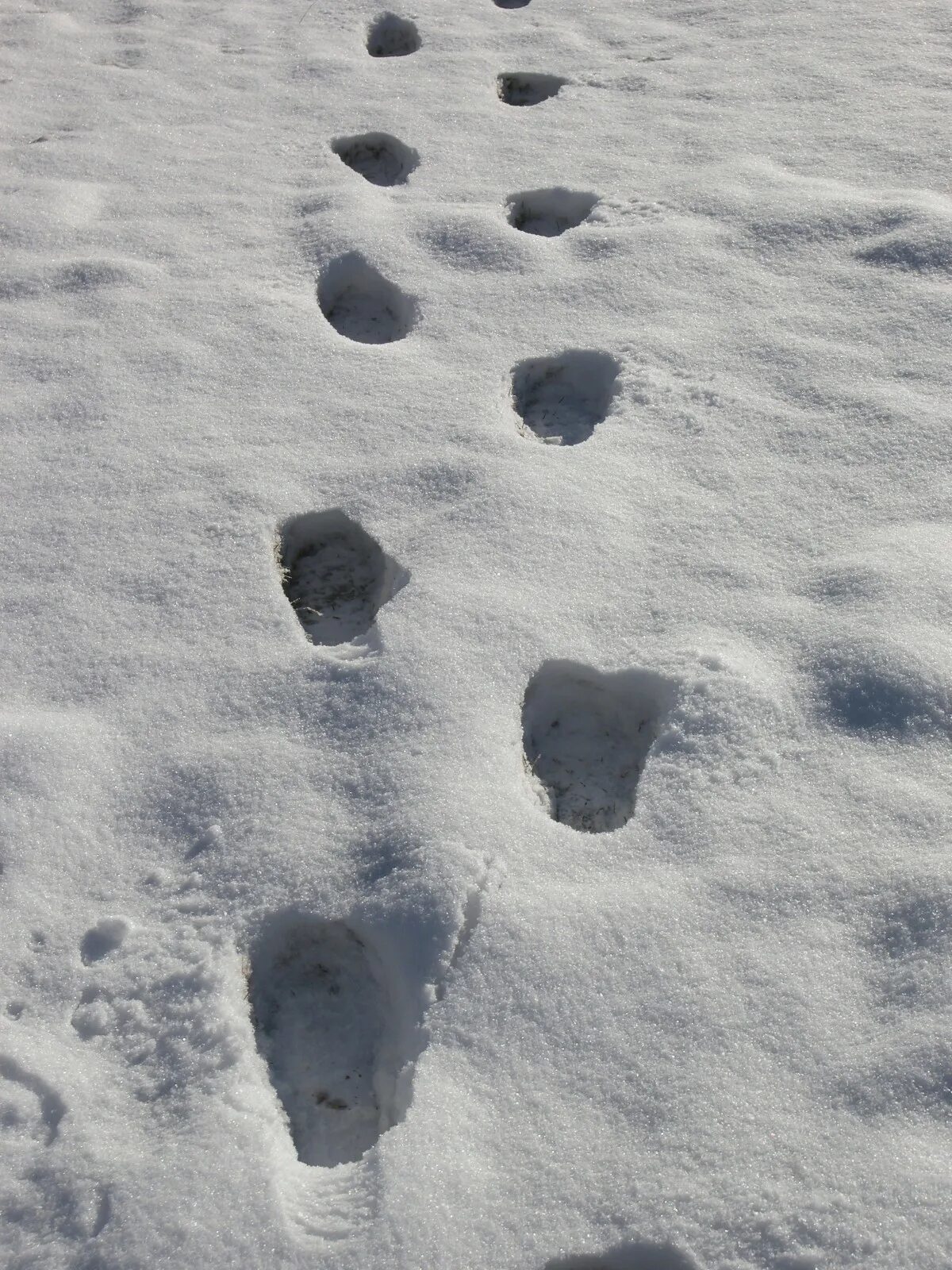 Там следы. Следы на снегу. След. След сон. Крысиные следы на снегу.