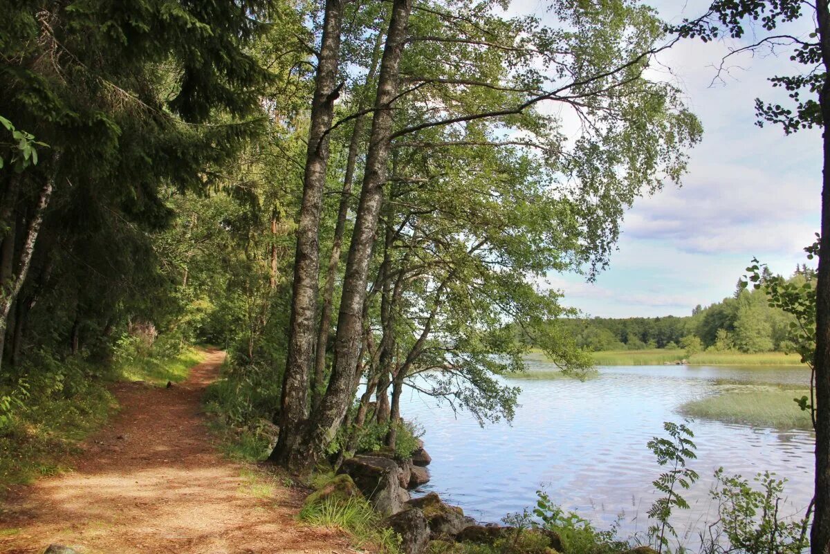 Калищенское озеро сосновый бор. Сосновый бор питер экотропа. Заказник раковые озера. Экотропа озеро. Озеро хепоярви экотропа.