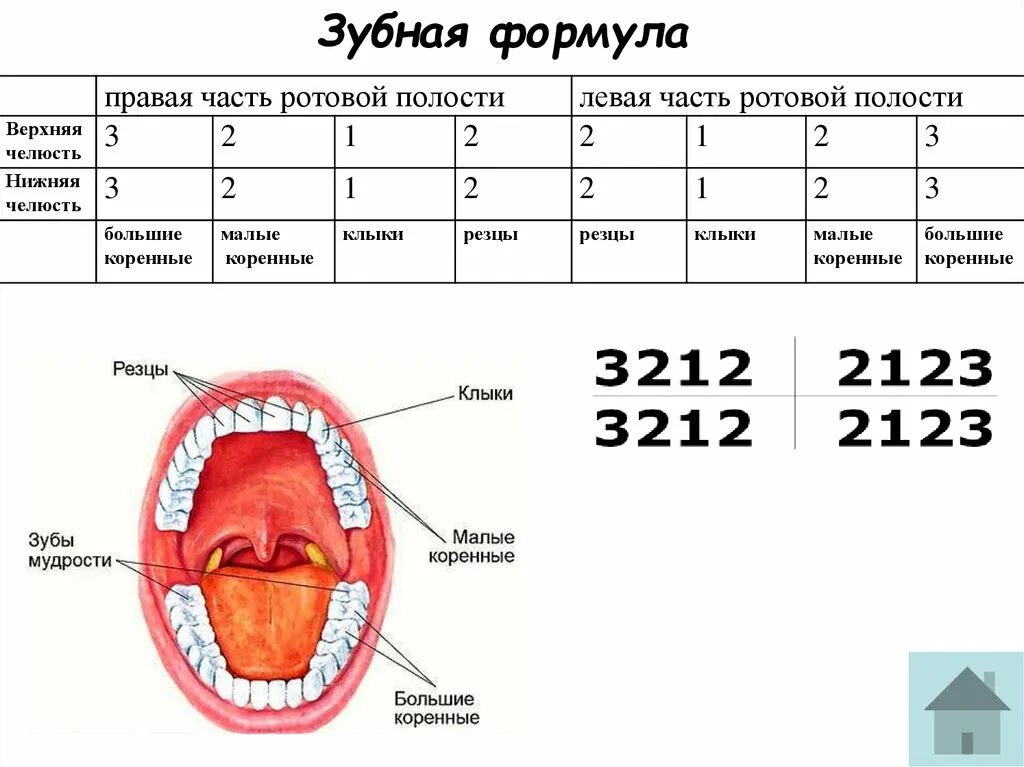 Зубная формула постоянных зубов имеет вид. Формула молочных и постоянных зубов. Расшифровка формулы зубов у детей. Зубная формула человека таблица.