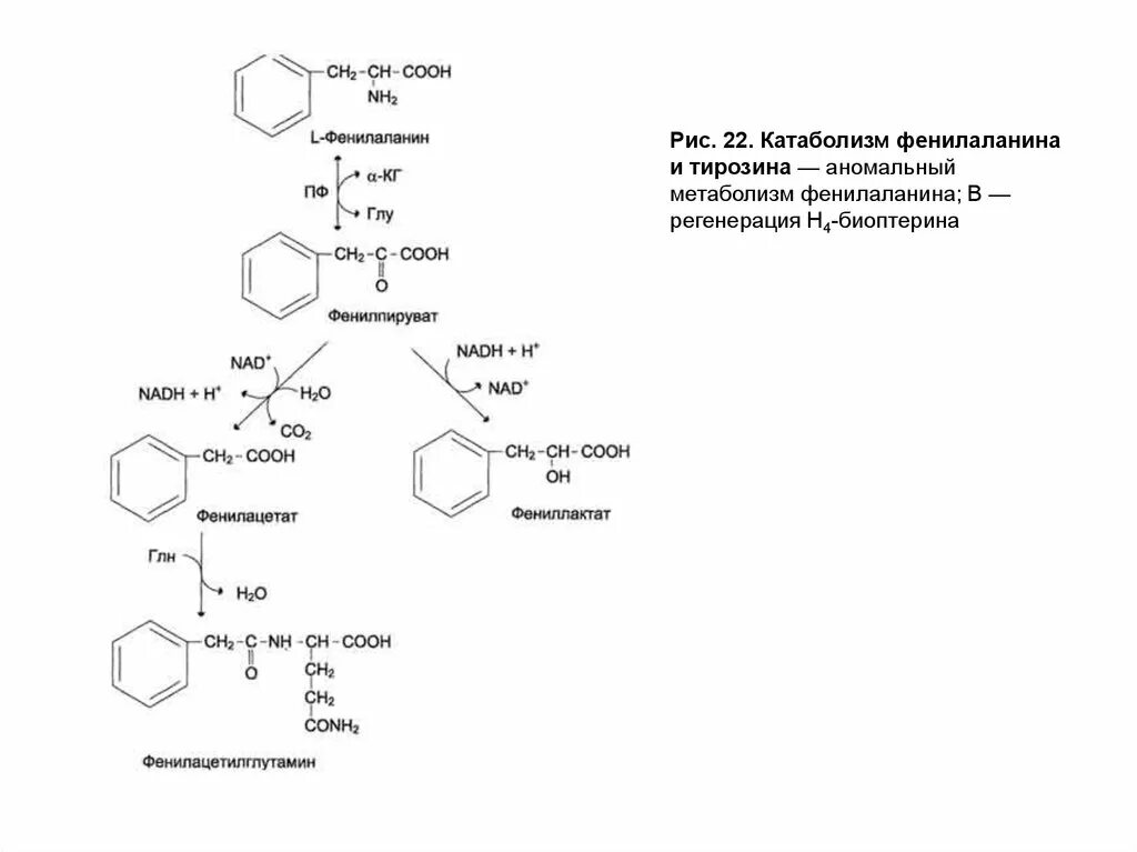 Фенилаланин биохимия. Метаболизм фенилаланина биохимия. Метаболизм фенилаланина и тирозина биохимия. Схема альтернативного пути метаболизма фенилаланина.. Схема превращения тирозина.