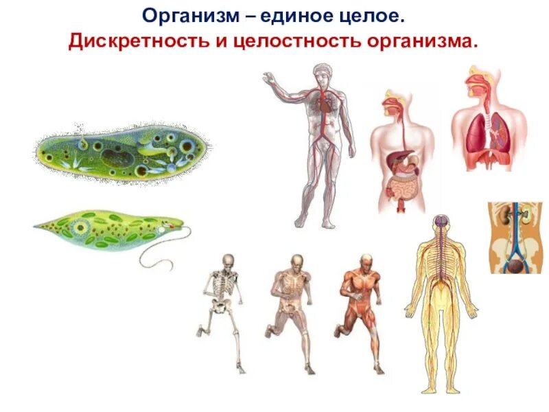 Организм единое целое. Дискретность и целостность организма. Целостность живых организмов. Дискретность живых организмов это