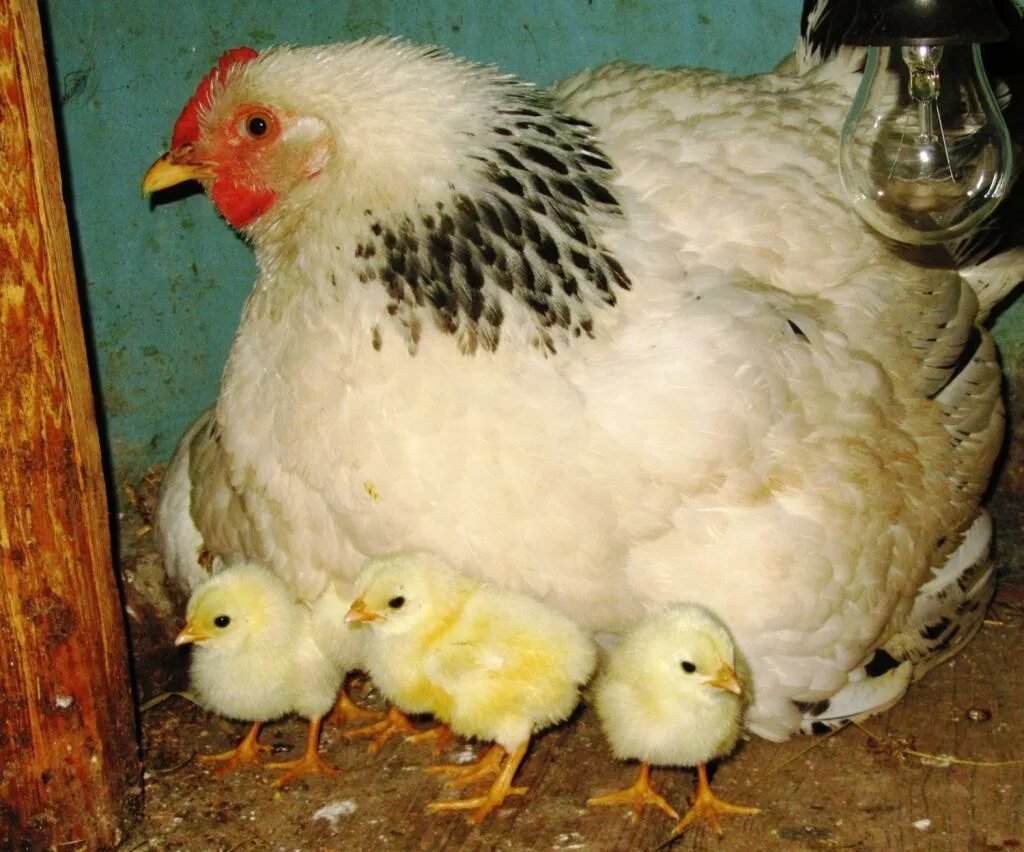 Куры и цыплята. Курица с цыплятами. Цыплята несушки. Цыплята кур несушек. Цыплята под курицей