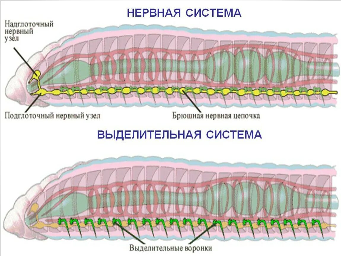 Развитие систем органов у червей. Сисистема органов кольцатых черве. Системы органов кольчатых червей. Внутреннее строение дождевого червя выделительная система. Система органов кольчатого червя.