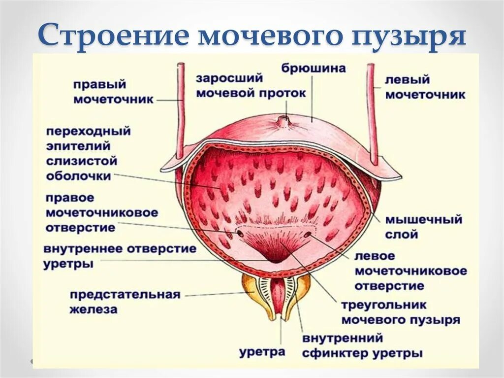 Особенности строения мочеиспускательного канала. Мочевой пузырь строение расположение функции. Строение стенки мочевого пузыря. Отделы мочевого пузыря анатомия. Функции мочевого пузыря анатомия.