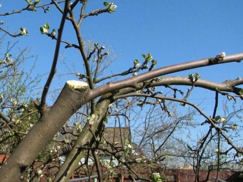 Волчки на яблоне. Волчковые ветки у яблони что это. Яблоневый сад спиленные яблони. Омолаживание яблони. Обрезать верхушки деревьев