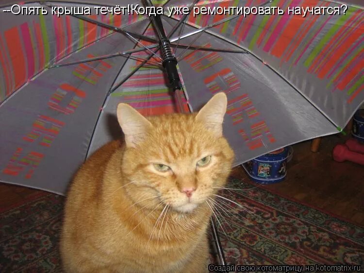 котик и хозяйка в носочках. опять по крыше. голубь бежит. 6 до слез. руфер исаакиевский собор.