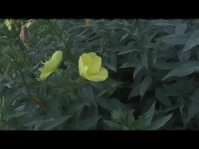 Цветки бархатцев утром раскрываются а вечером закрываются