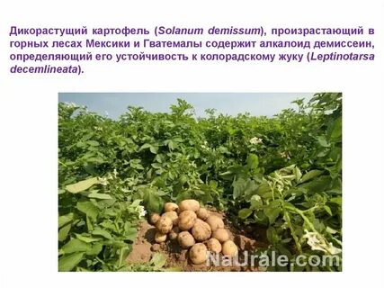 Картошка маме