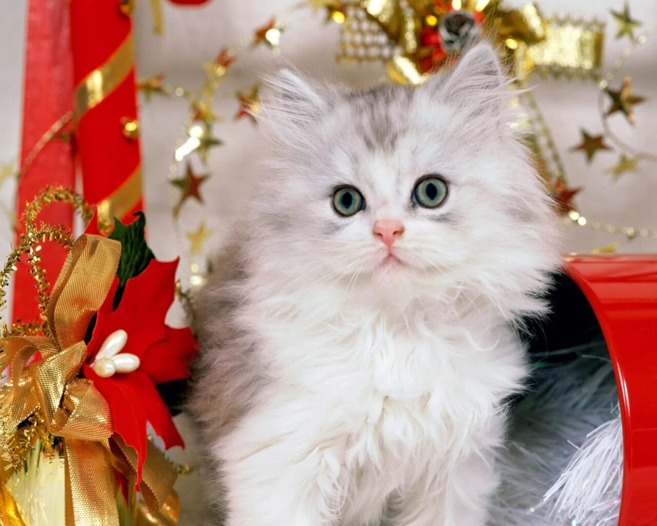 Кошечка последний. Новогодние котята. Новогодний котик. Красивые кошки. Новогодние пушистые котята.
