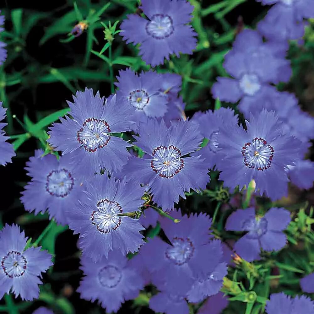 Где растет голубой цветок. Гвоздика Имаго голубая. Dianthus amurensis. Гвоздика Амурская (Dianthus amurensis). Гвоздика травянка голубая.