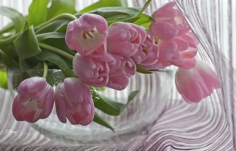 Хорошего дня тюльпаны картинки. Нежные тюльпаны. Розовые тюльпаны. Праздничного весеннего настроения. С днем рождения весенний букет.