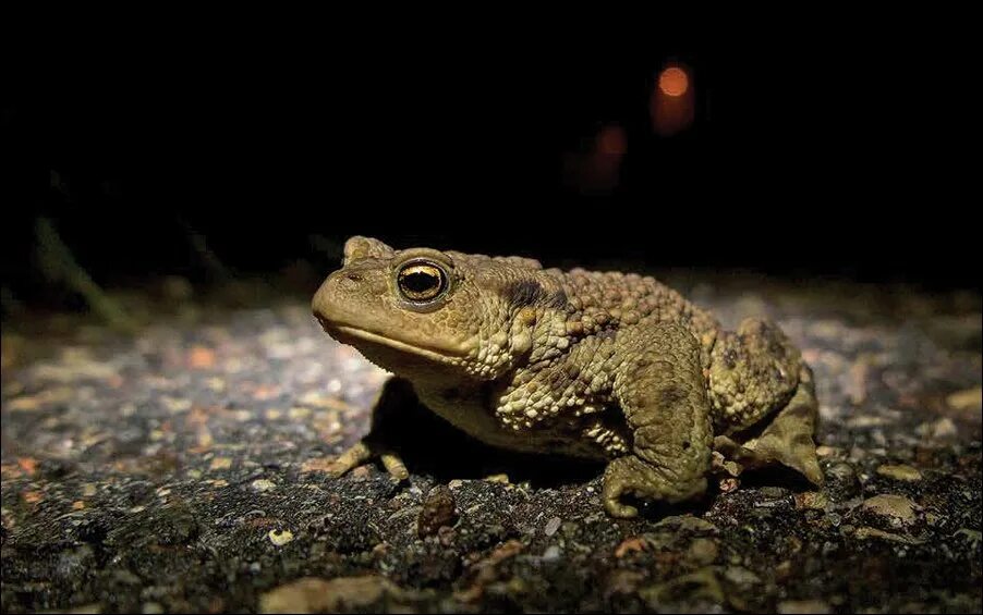 какой образ жизни ведет лягушка. лягушка спит. серая жаба классификация. жаба серая ведет преимущественно ночной образ жизни егэ. жаба пипа суринамская.