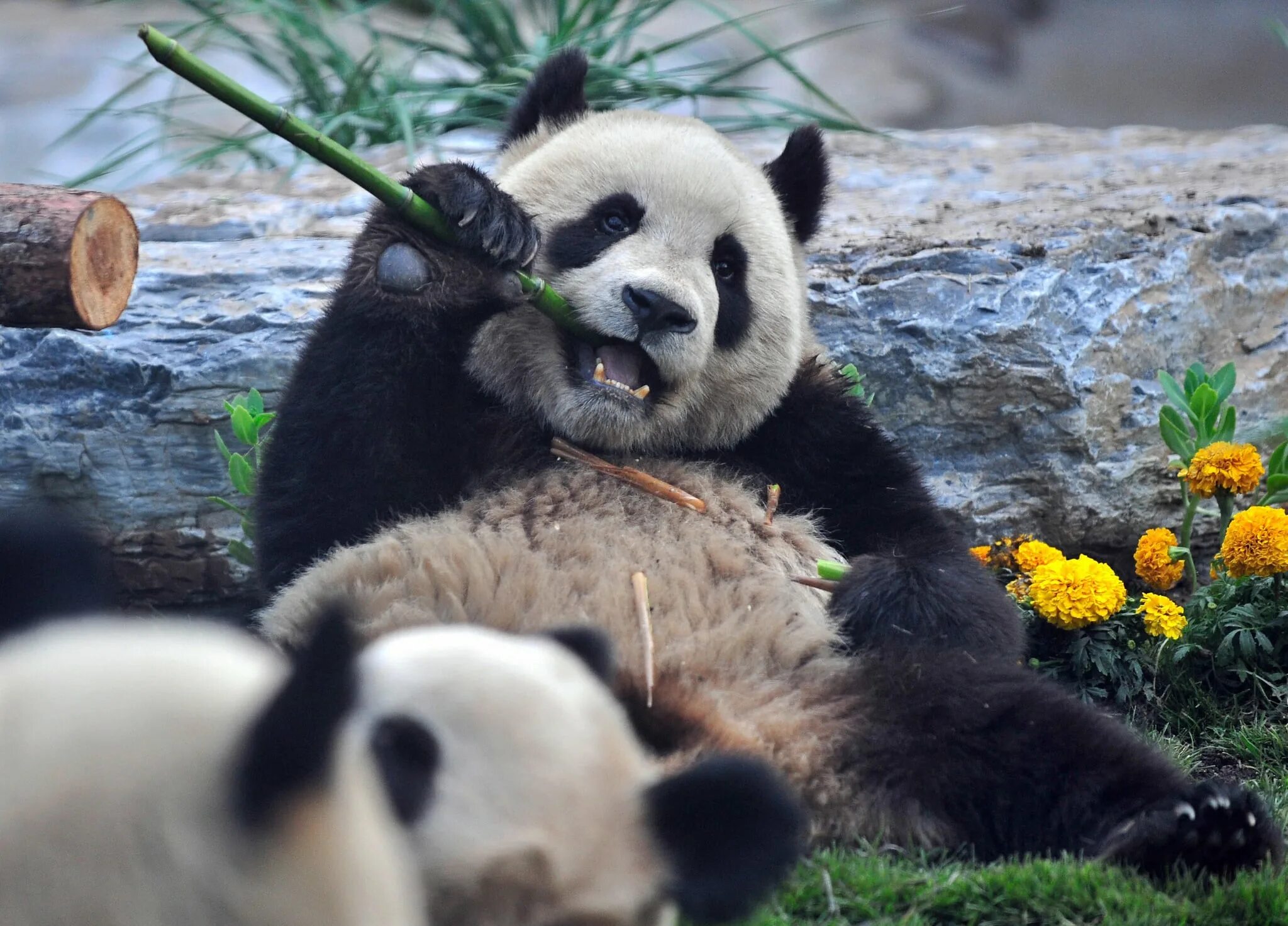 Панды едят мясо. Гигантская Панда ест бамбук. Панда жует бамбук. Панда на бамбуке. Питание панды.