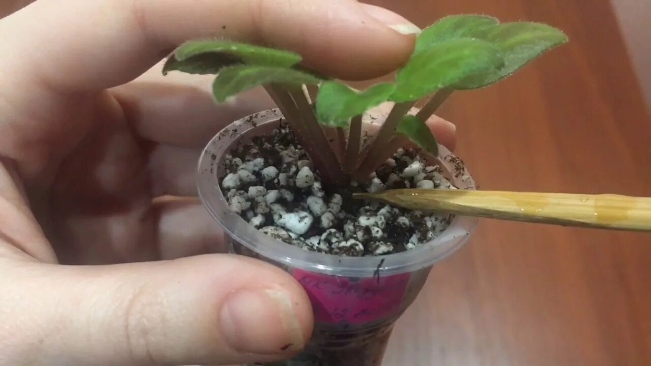 Как обрезать фиалку. Листик фиалки. Обрезание фиалки. Как обрезать фиалку. Как обрезать фиалку.