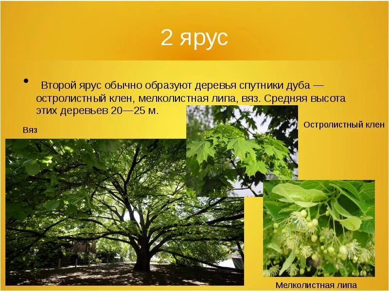 К какому классу растений относится клен