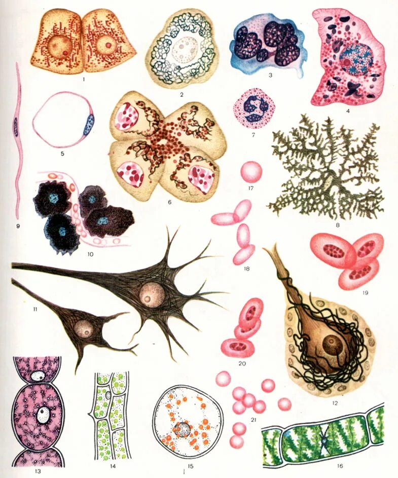 Разнообразие клеток человека. Разнообразие форм клеток. Большое разнообразие клеток. Разнообразие клеток человека. Большое разнообразие клеток.