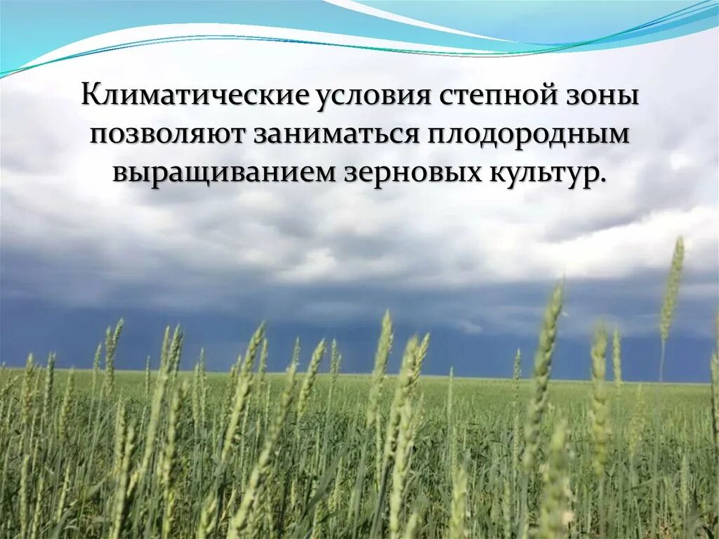 Климатические условия Степной зоны. Климатические факторы степи. Условия выращивания зерновых культур. Условия неживой природы в степи.