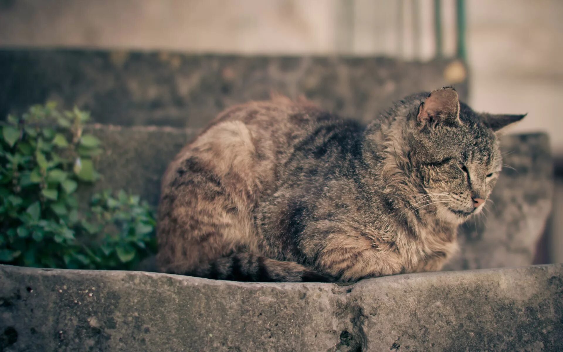 Кошка. Кошка лежит. Серый дворовый кот. Обои с котиками. Кот дремот фото из игры