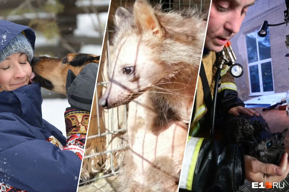 Истории спасения животных. Бродячие собаки до и после. Спасение животных попавших в беду. Спасение бездомных животных. Люди спасают животных.