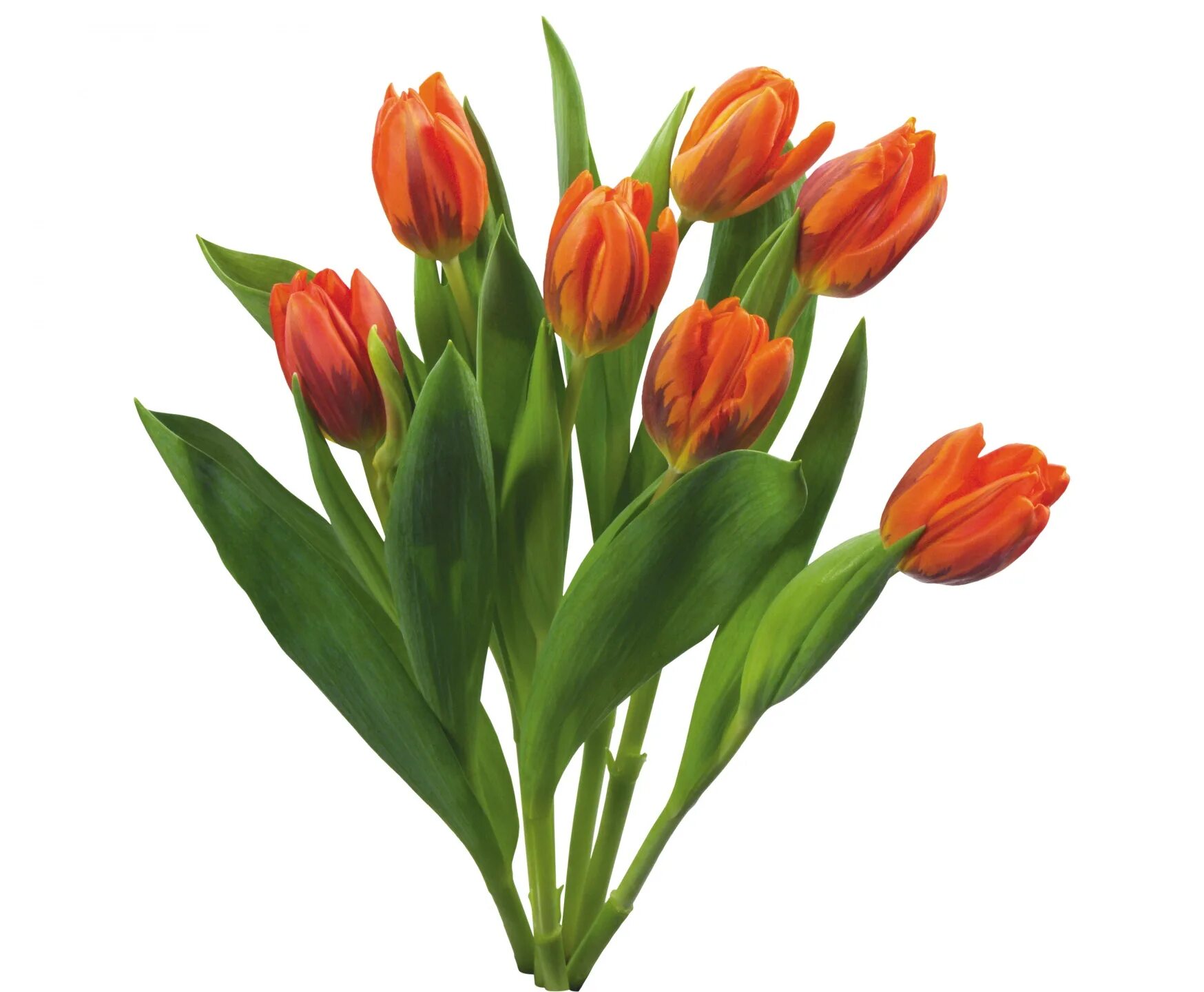 Тюльпаны картинки детские. Тюльпаны куст. Букет тюльпанов. Оранжевые тюльпаны. Тюльпаны на прозрачном фоне.