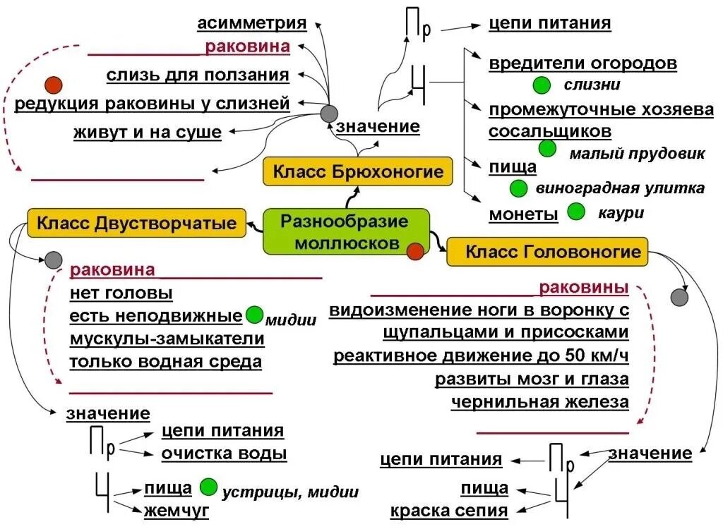 Подготовка к уроку биологии. Опорный конспект по биологии 7 класс моллюски. Опорный конспект Тип моллюски. Опорный конспект моллюски 7 класс. Опорные конспекты по биологии.