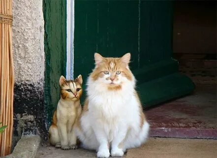Сделай кошку старее