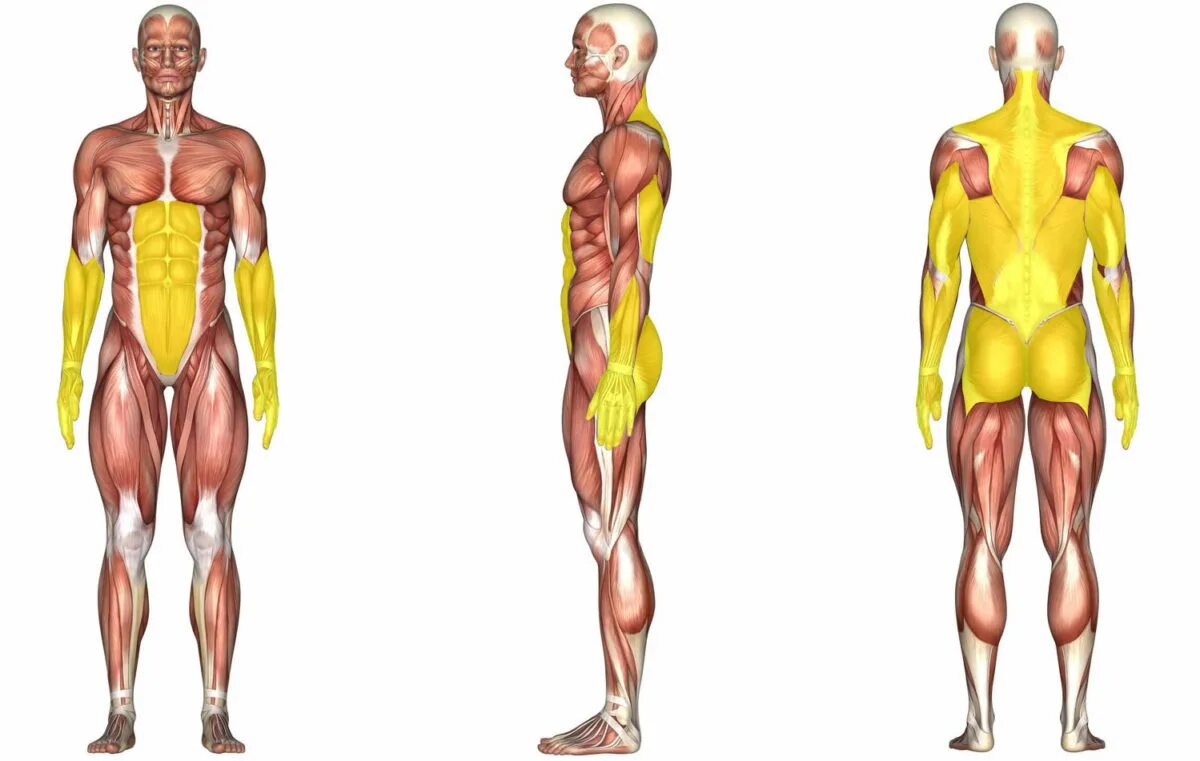 Динамическая работа скелетной мышцы. Видео мышцы работа. Видео мышцы работа. Анатомия йоги дандасана. Мышцы сокращаются.