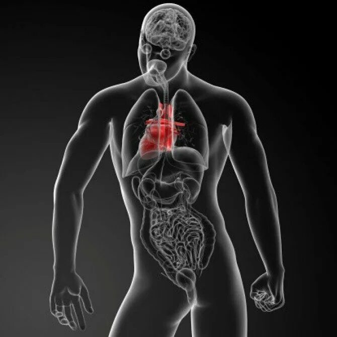 Организация сложный организм. 3д визуализация органов человека. Разрезанные органы человека. Транспозиция органов человека.