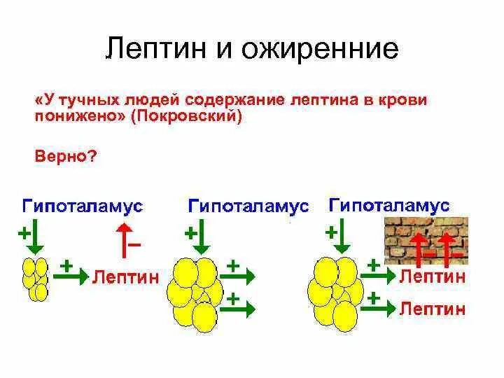 Действие лептина. Лептин гормон. Лептин функции биохимия. Структура, физиологические функции. Лептин гормон лептинорезистентность.