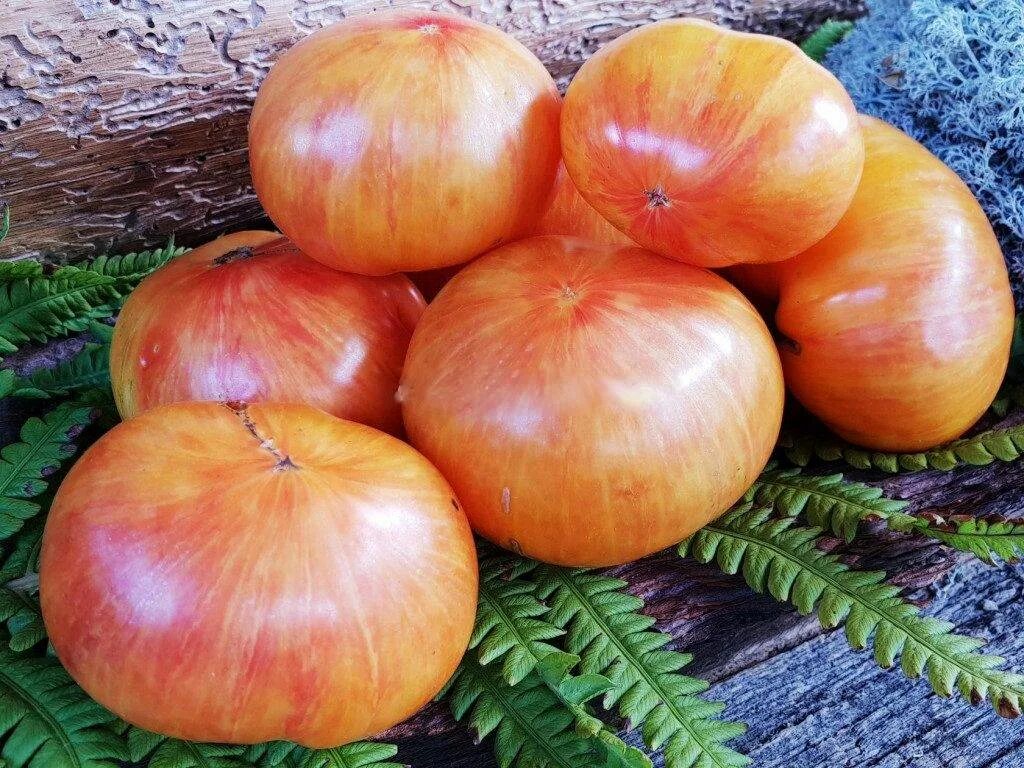 томат индейская резервация. томат indian reservation. томат indian reservation. томат индейская резервация характеристика и описание. томат индейская резервация характеристика и описание.