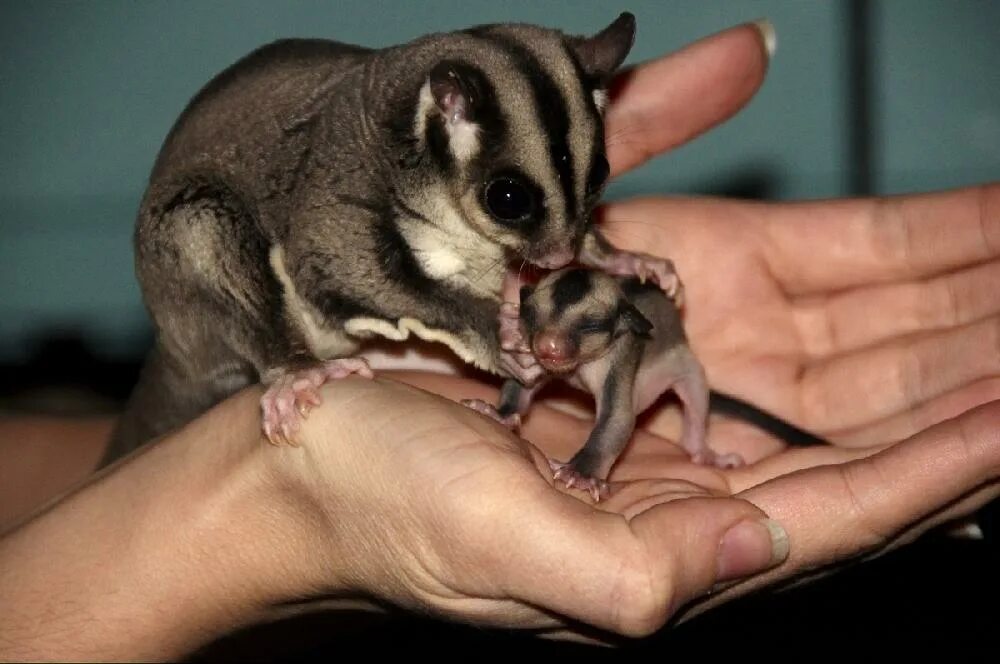 сахарный поссум petaurus breviceps. сколько живут летяги. мышь летяга. сколько живут летяги. сахарная сумчатая белка-летяга.
