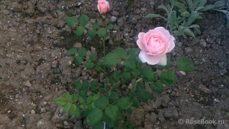 августа луиза (augusta luise). империя розы королевство. роза rosenprofessor sieber. роза августа луиза компаньоны. Paisley abbey роза.