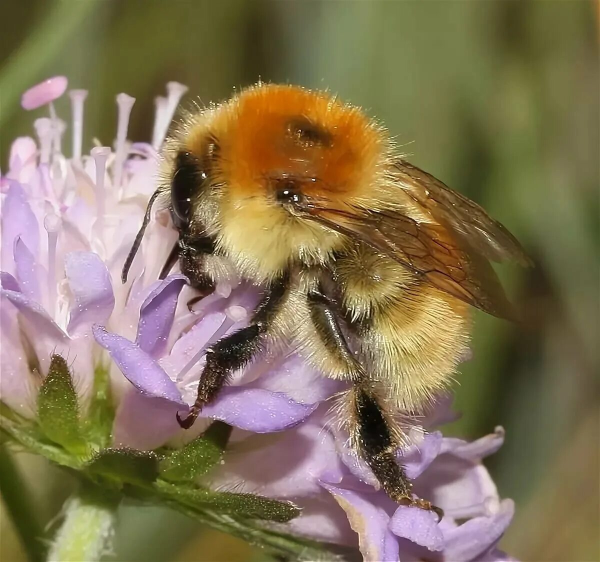Шмель моховой – bombus muscorum (fabricius, 1775). Лохматый шмель. Шмель красноголовый. Шершень, майский жук, шмель. Мулле мек.