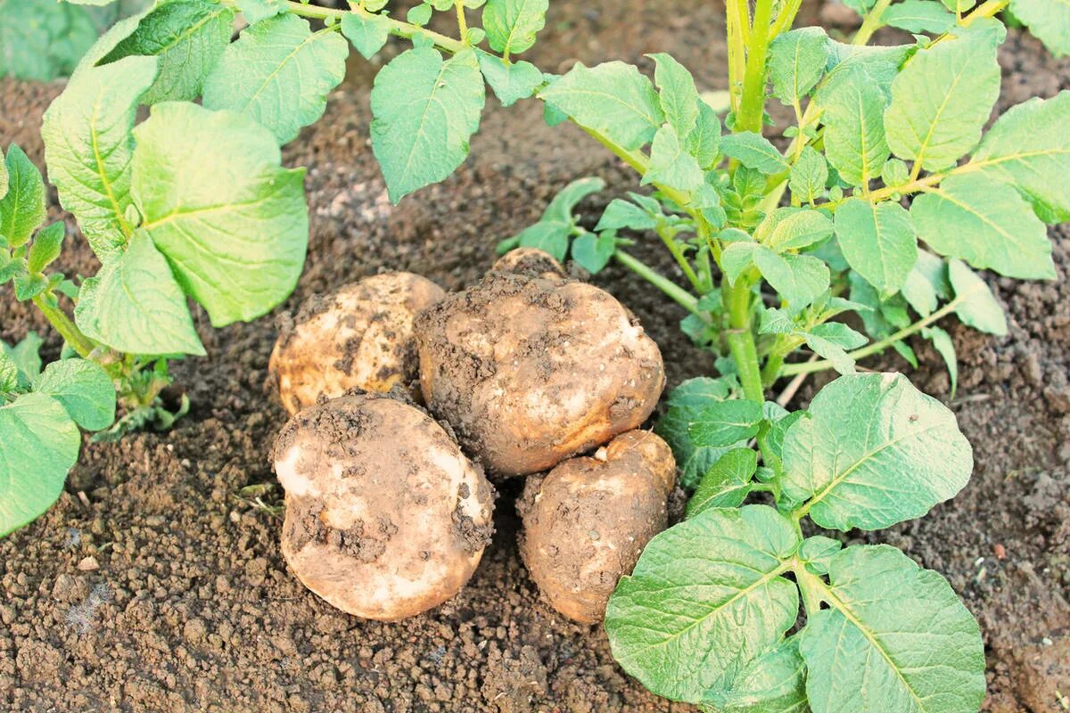Вырастет ли картошка. Посадка картофеля. Посадка картофеля в лунки. Картошка на даче. Ботва картошки.