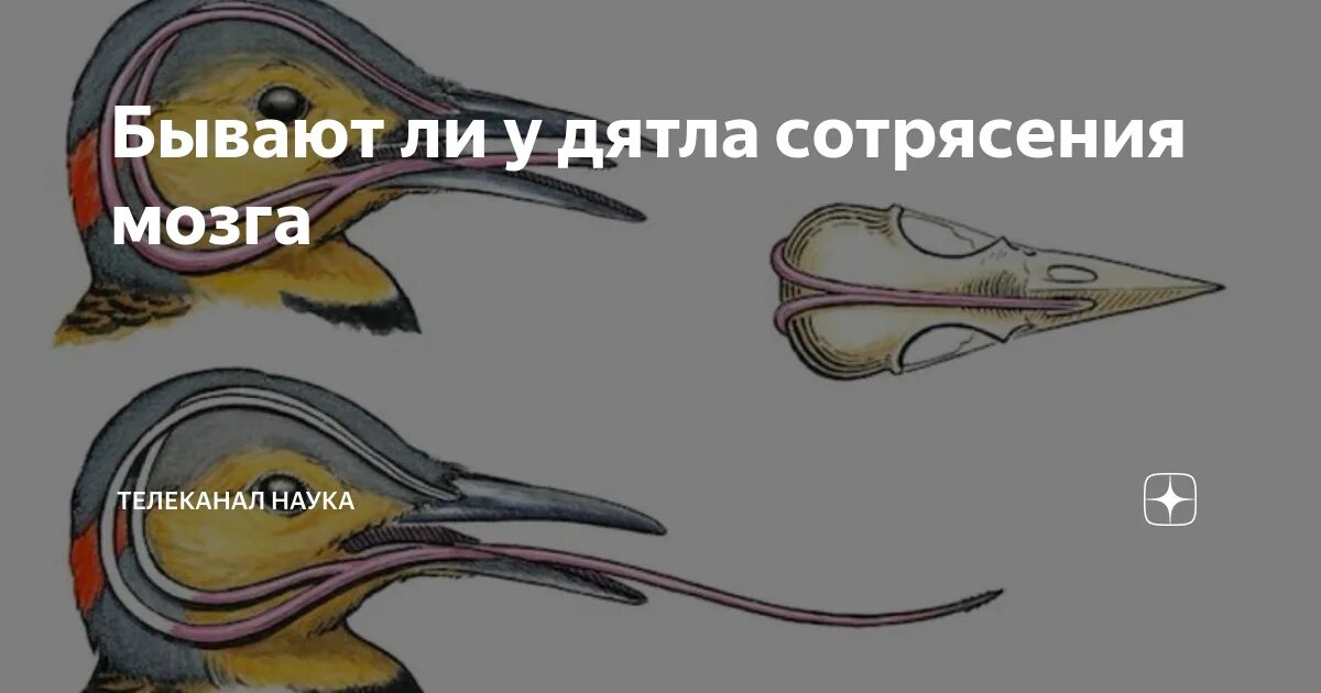 Строение головы дятла. Мозг дятла. Почему у дятла нет сотрясения мозга. Мозг дятла защищен от сотрясения как. Дятел сотрясение мозга