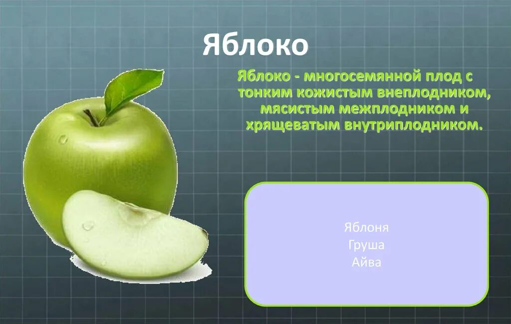Какую функцию выполняет плод яблони. Яблоко биология. Строение плода яблока. Характеристика плода яблоко. Характеристика яблока по биологии.