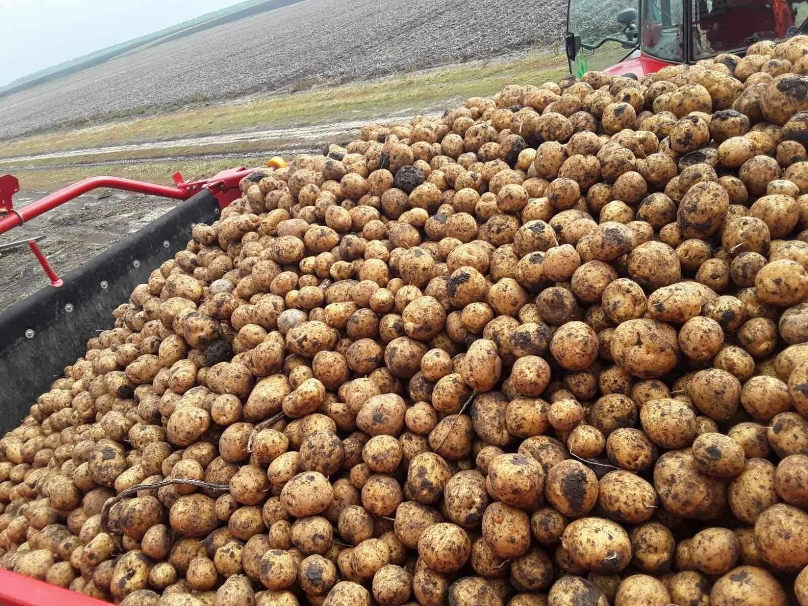 Урожай картофеля общим весом
