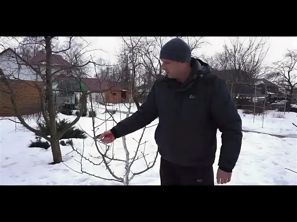 Как обрезать грушу растущую вверх. Как обрезать грушу растущую вверх