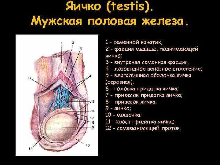 Семенной канатик анатомия