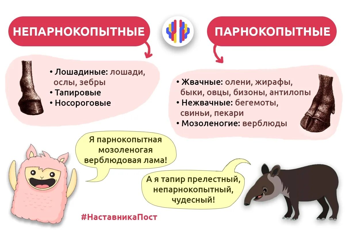 Парнокопытные и непарнокопытные. Представители отряда непарнокопытных. Классификация непарнокопытных. Парнокопытные и непарнокопытные таблица.