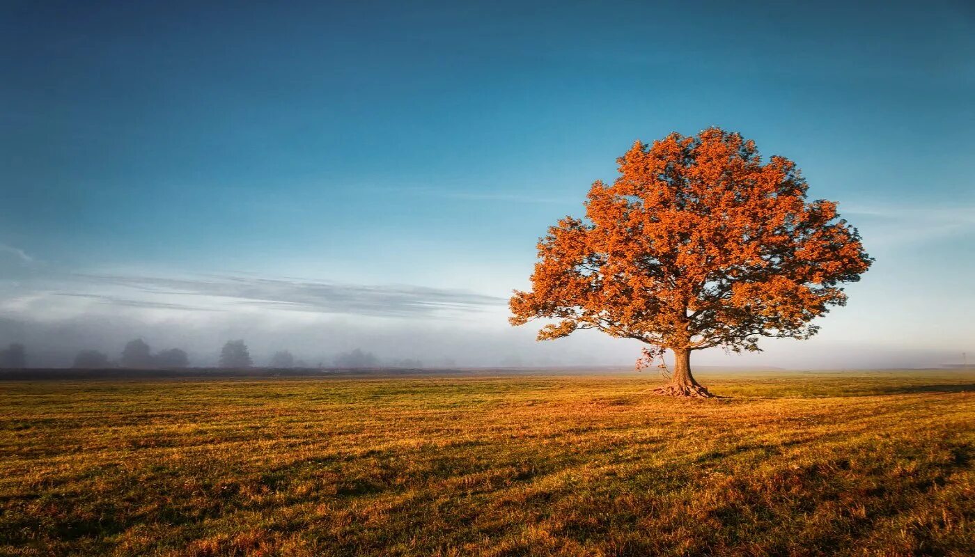 Красивая природа. Дерево в поле осень. Деревья осень лес поле. Осеннее поле. Деревья осенью.
