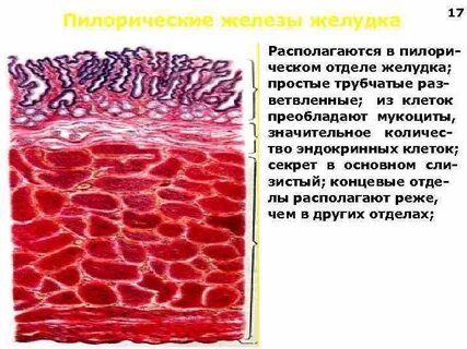 Железистый желудок