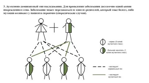 Как гены передаются от родителей к детям