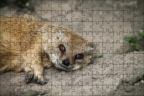 Млекопитающие 8